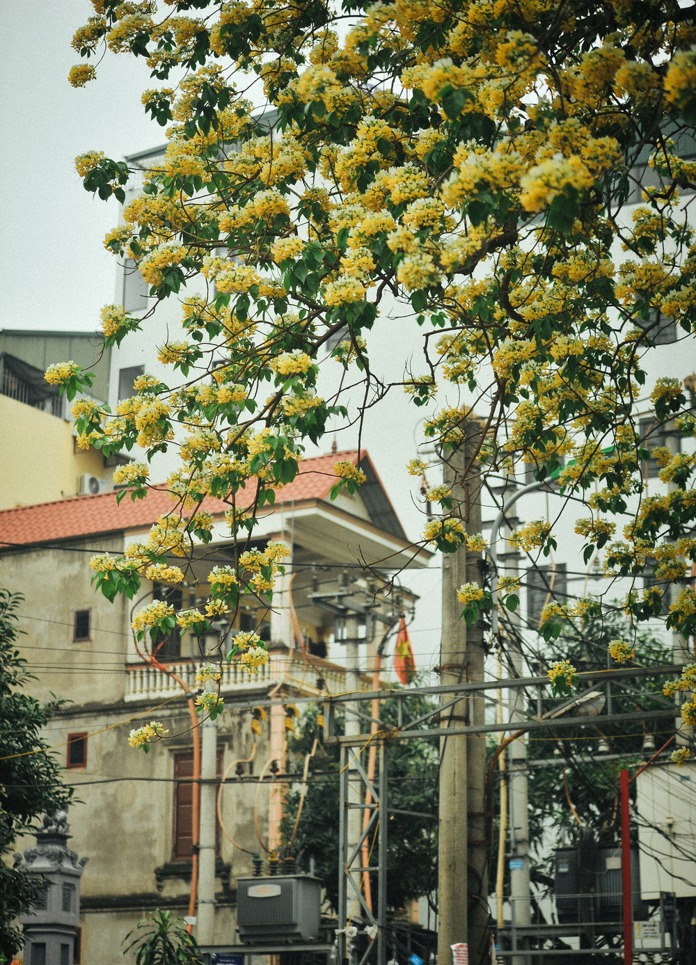 In Photos: 300-year-old Hoa Bun tree gorgeously blooms in the heart of Hanoi