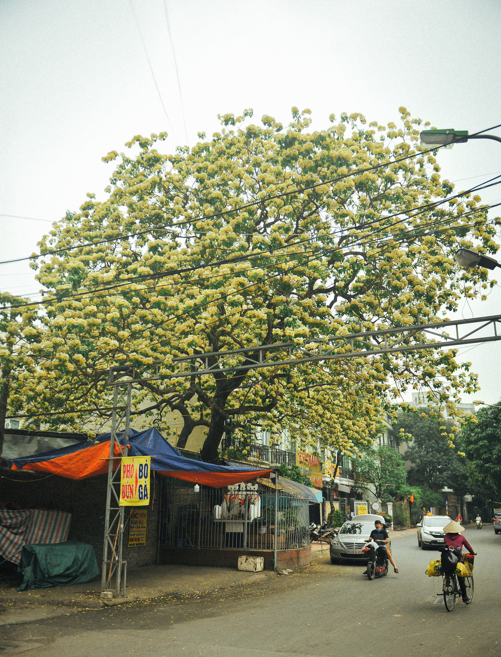 In Photos: 300-year-old Hoa Bun tree gorgeously blooms in the heart of Hanoi