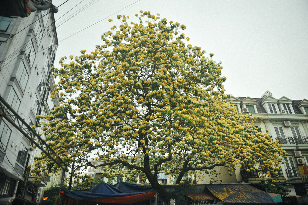 In Photos: 300-year-old Hoa Bun tree gorgeously blooms in the heart of Hanoi