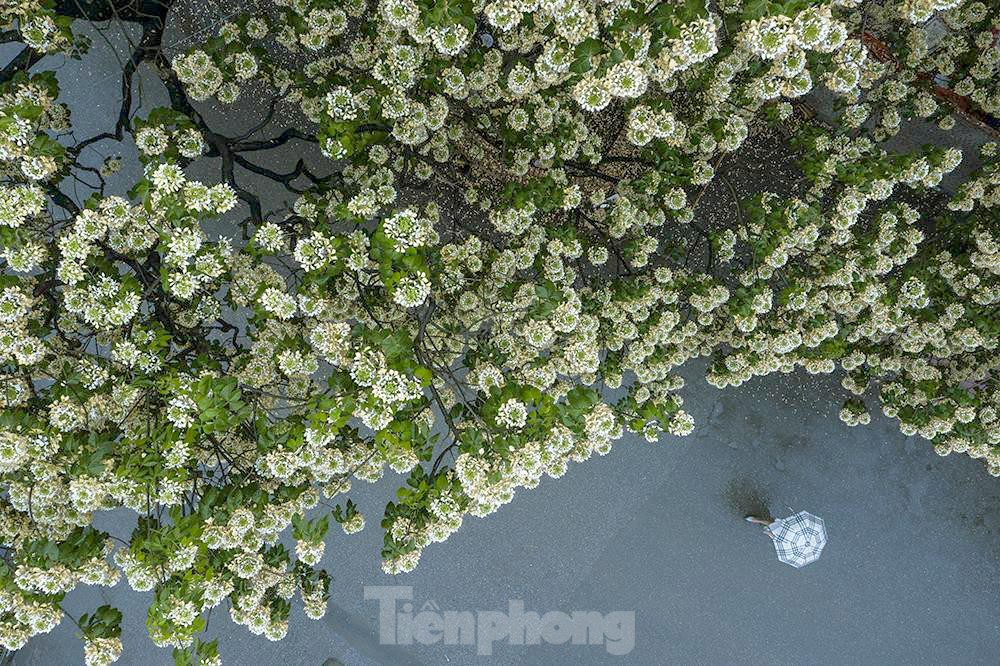 In Photos: 300-year-old Hoa Bun tree gorgeously blooms in the heart of Hanoi