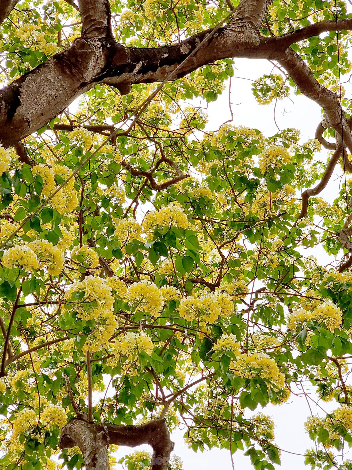 In Photos: 300-year-old Hoa Bun tree gorgeously blooms in the heart of Hanoi