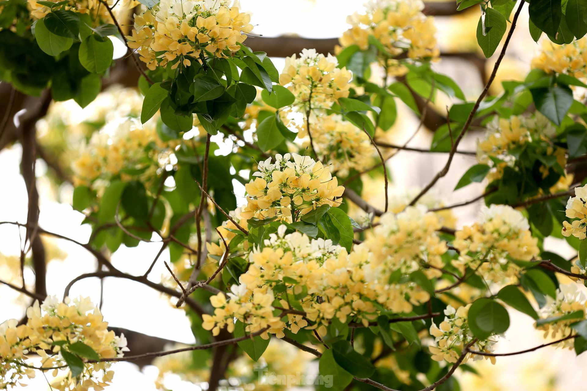 In Photos: 300-year-old Hoa Bun tree gorgeously blooms in the heart of Hanoi