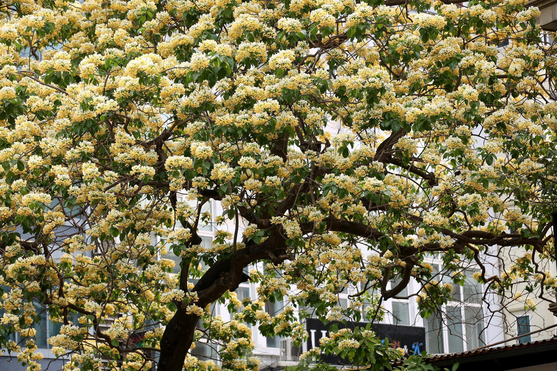 In Photos: 300-year-old Hoa Bun tree gorgeously blooms in the heart of Hanoi