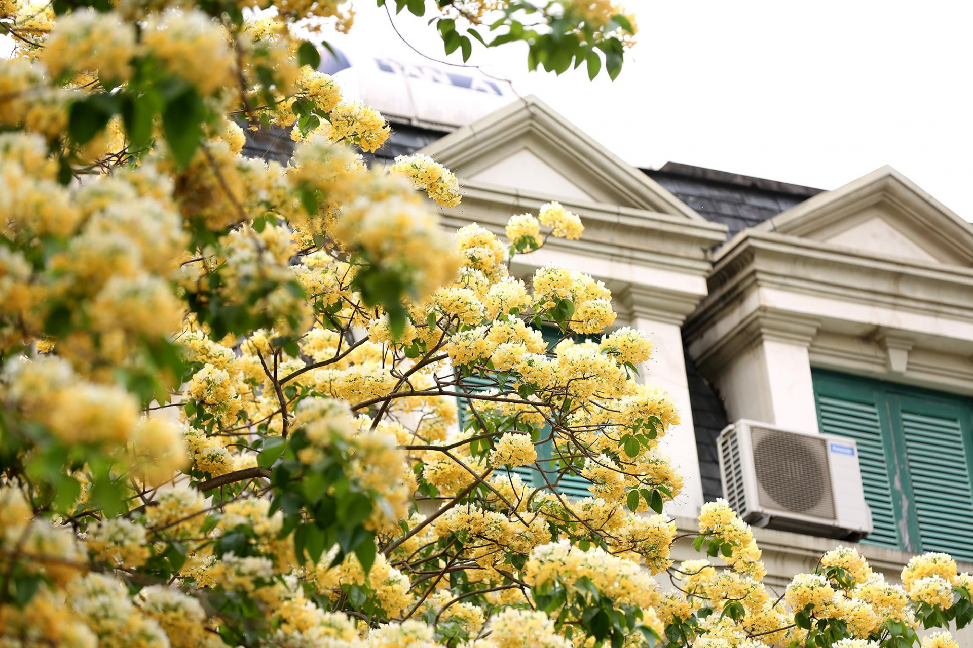 In Photos: 300-year-old Hoa Bun tree gorgeously blooms in the heart of Hanoi
