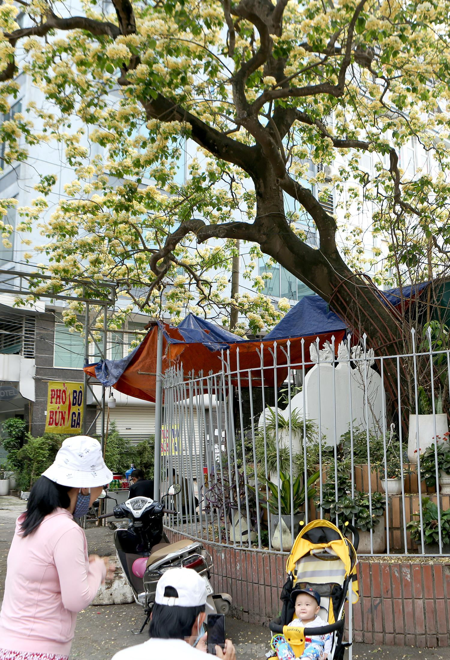 In Photos: 300-year-old Hoa Bun tree gorgeously blooms in the heart of Hanoi