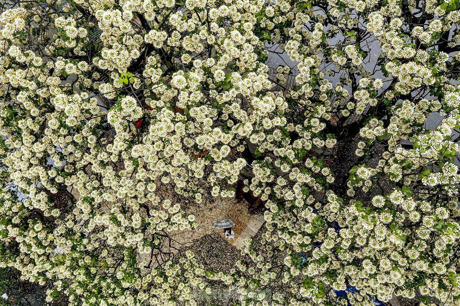 In Photos: 300-year-old Hoa Bun tree gorgeously blooms in the heart of Hanoi