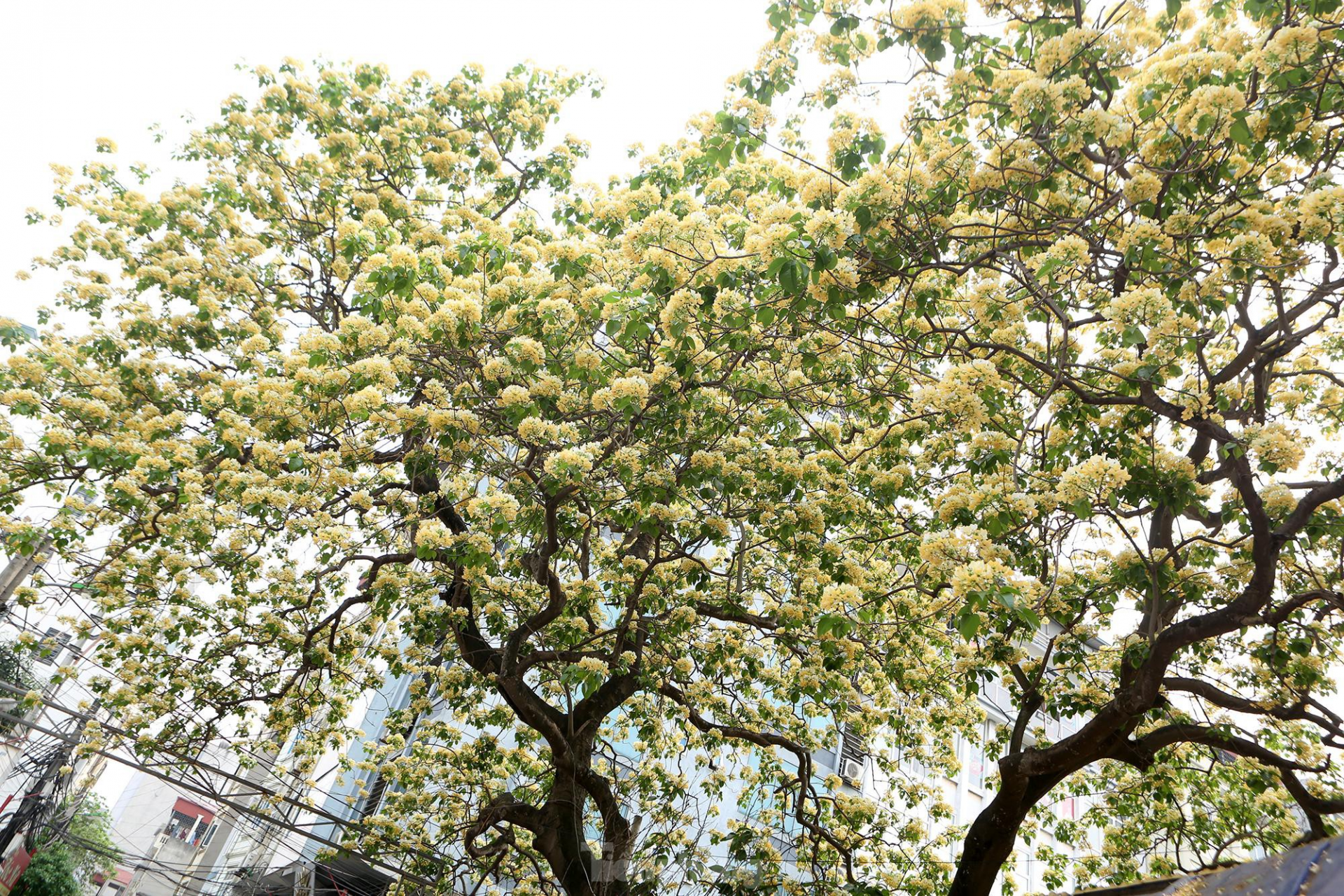In Photos: 300-year-old Hoa Bun tree gorgeously blooms in the heart of Hanoi