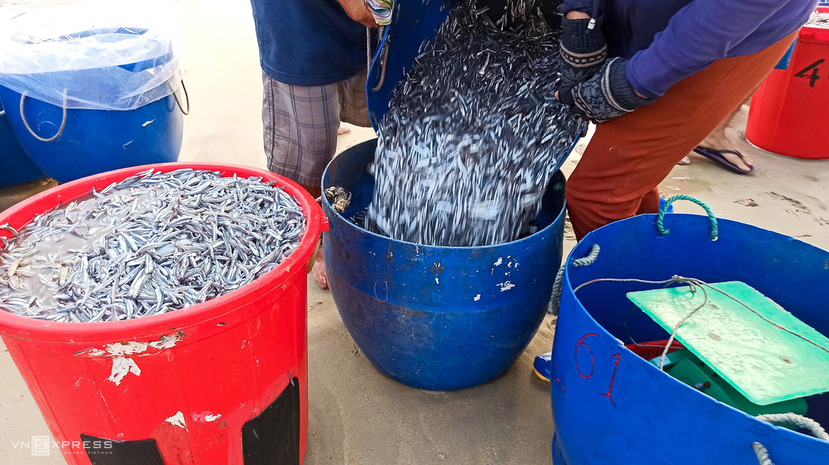 Vibrant scene at fish market in Quang Nam province