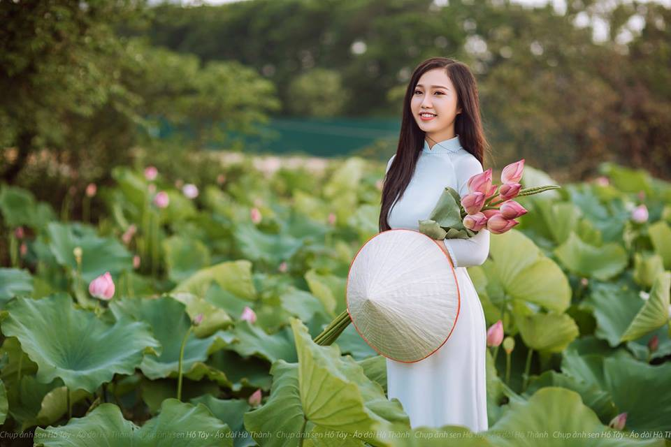 Lotus flowers blooming in Hanoi amid sweltering summer lotus flower blooming in hanoi amid sweltering summer