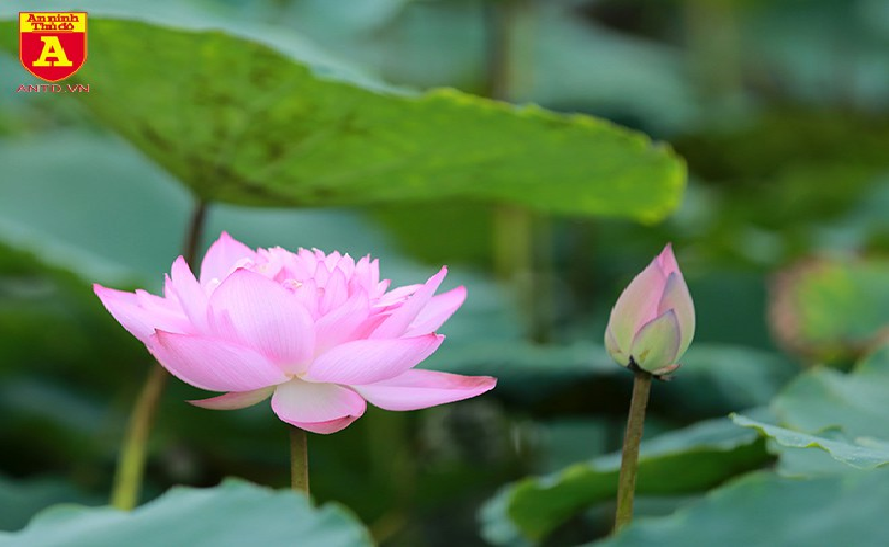 Lotus flowers blooming in Hanoi amid sweltering summer lotus flower blooming in hanoi amid sweltering summer