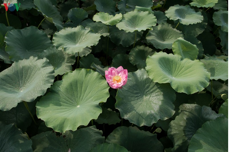 Lotus flowers blooming in Hanoi amid sweltering summer lotus flower blooming in hanoi amid sweltering summer