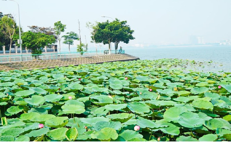 Lotus flowers blooming in Hanoi amid sweltering summer lotus flower blooming in hanoi amid sweltering summer