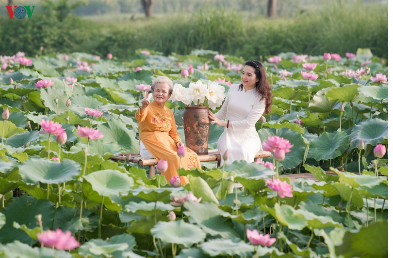 Lotus flowers blooming in Hanoi amid sweltering summer lotus flower blooming in hanoi amid sweltering summer