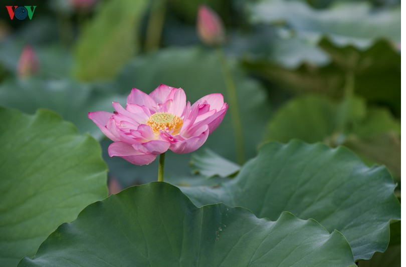 Lotus flowers blooming in Hanoi amid sweltering summer lotus flower blooming in hanoi amid sweltering summer