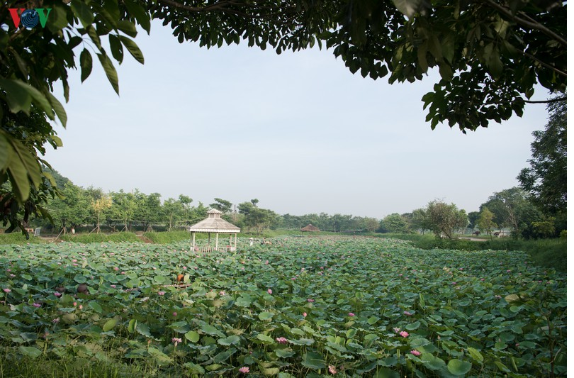 Lotus flowers blooming in Hanoi amid sweltering summer lotus flower blooming in hanoi amid sweltering summer