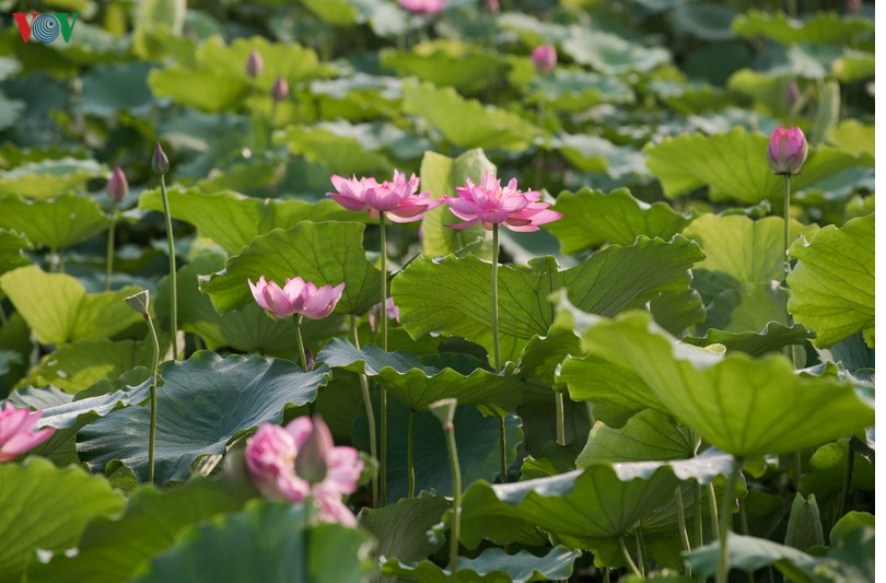 Lotus flowers blooming in Hanoi amid sweltering summer lotus flower blooming in hanoi amid sweltering summer