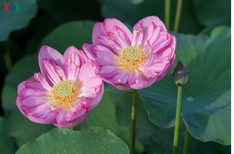 Lotus flowers blooming in Hanoi amid sweltering summer lotus flower blooming in hanoi amid sweltering summer