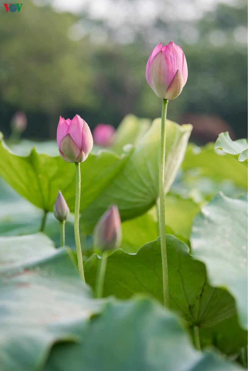 Lotus flowers blooming in Hanoi amid sweltering summer lotus flower blooming in hanoi amid sweltering summer