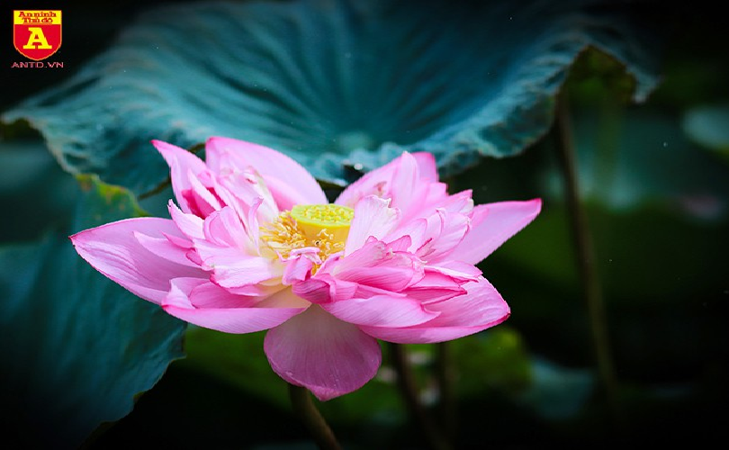 Lotus flowers blooming in Hanoi amid sweltering summer lotus flower blooming in hanoi amid sweltering summer