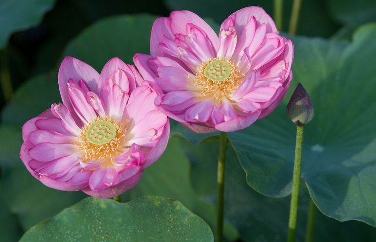Lotus flowers blooming in Hanoi amid sweltering summer