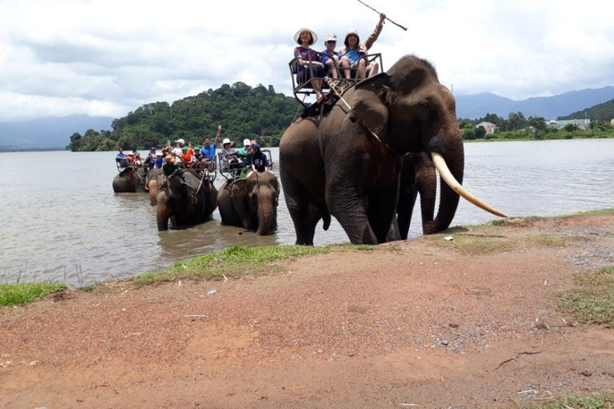 Elephant riding tours in Vietnam are called for the removal by conservationists