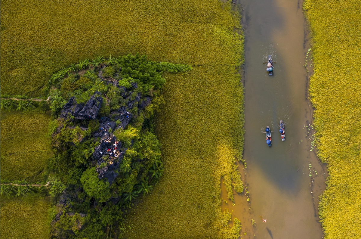 breathtaking ripen paddy fields in tam coc ninh binh