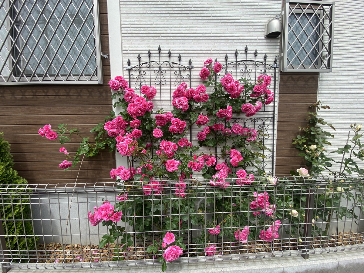 Gorgeous rose garden of Vietnamese doctor in Japan