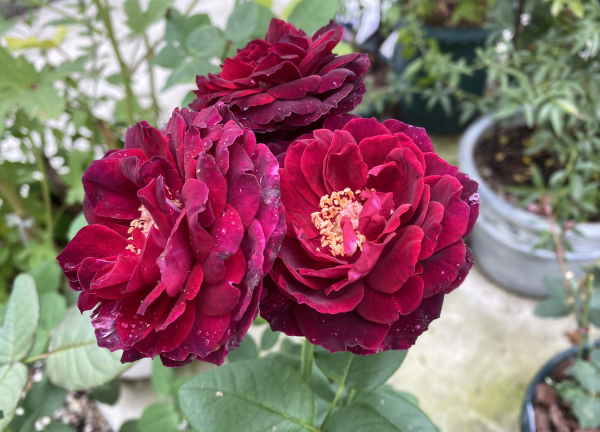 Gorgeous rose garden of Vietnamese doctor in Japan