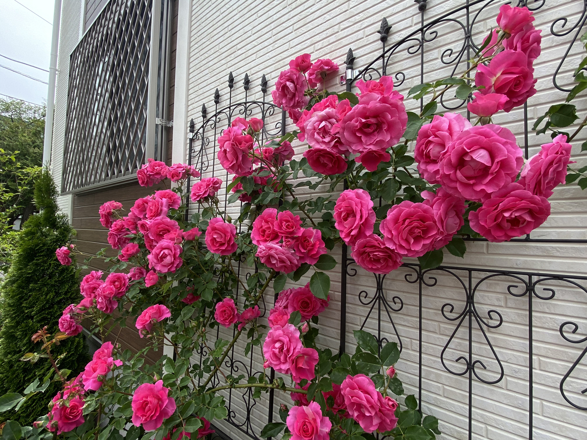 Gorgeous rose garden of Vietnamese doctor in Japan