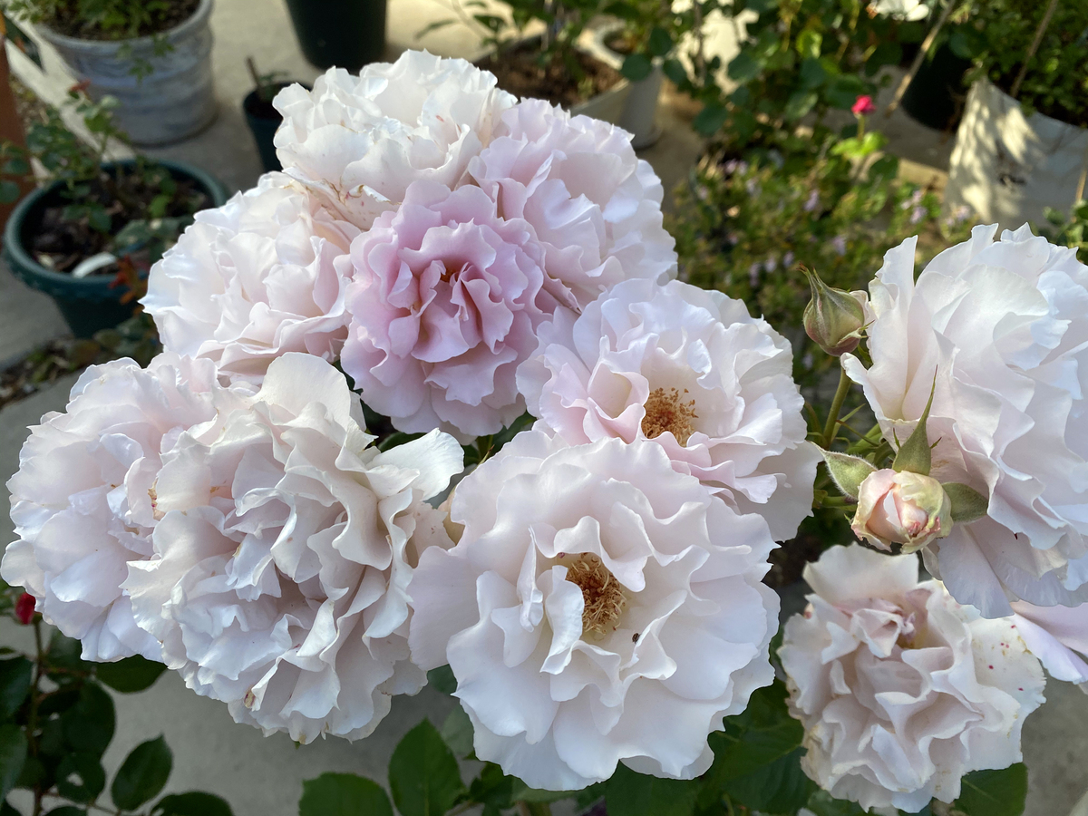Gorgeous rose garden of Vietnamese doctor in Japan