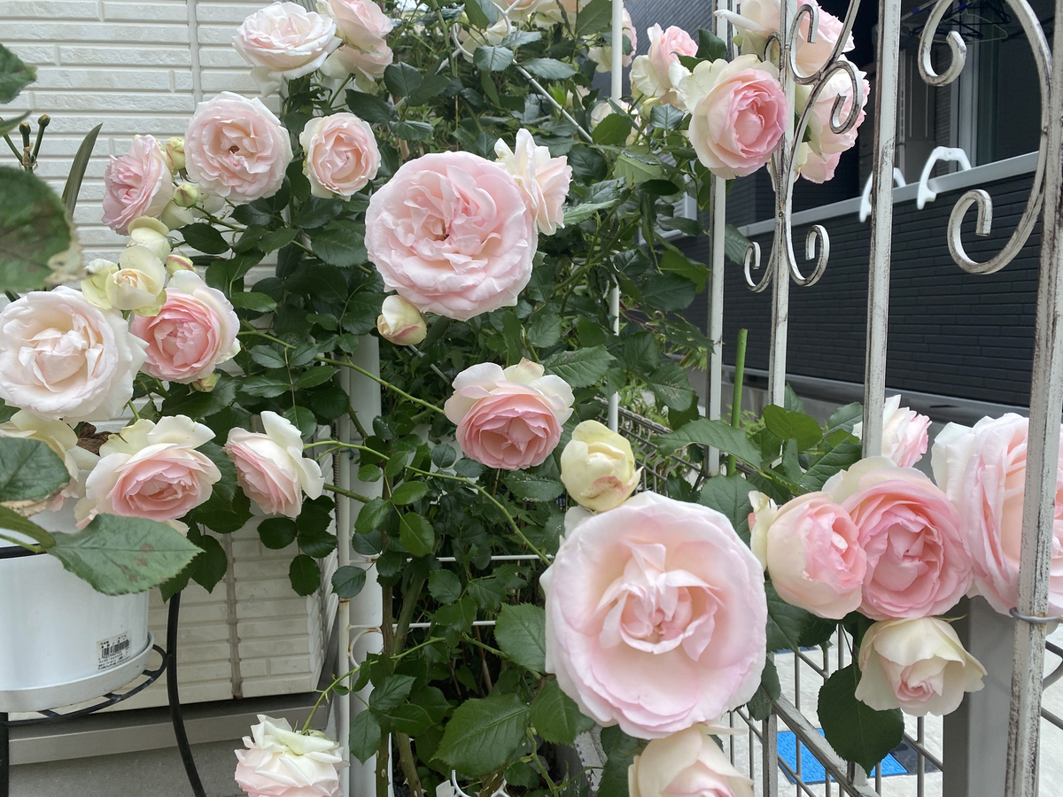 Gorgeous rose garden of Vietnamese doctor in Japan