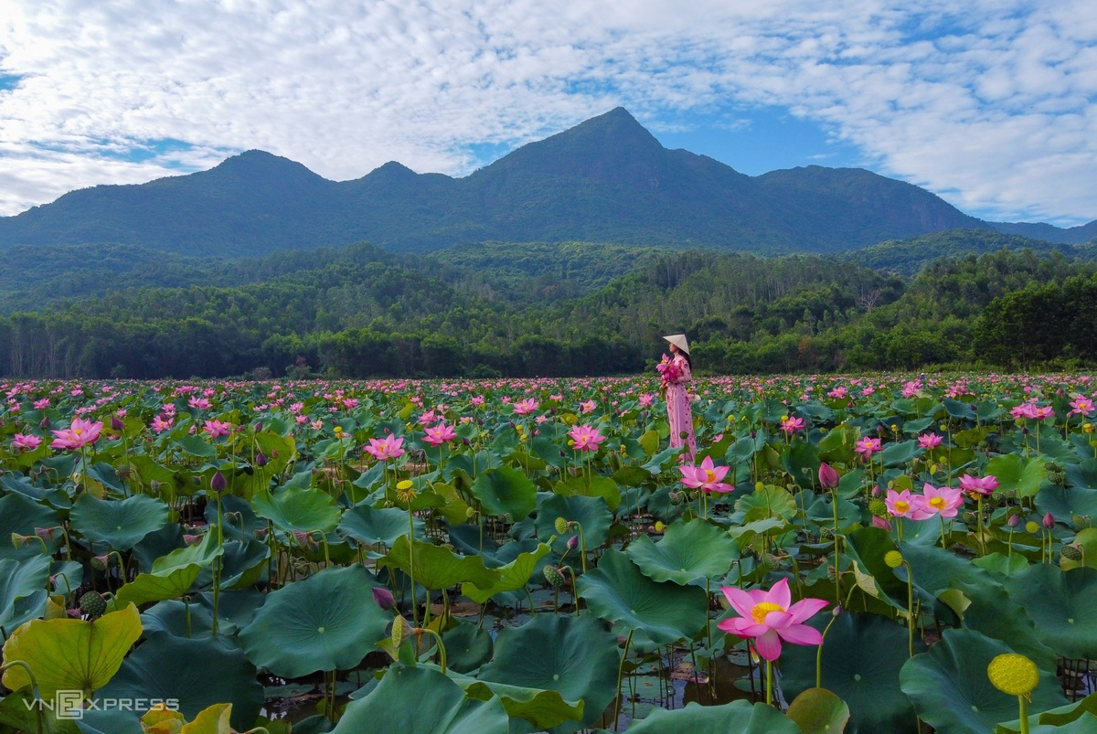 Blooming lotus flowers add allure to Vietnam’s central provinces