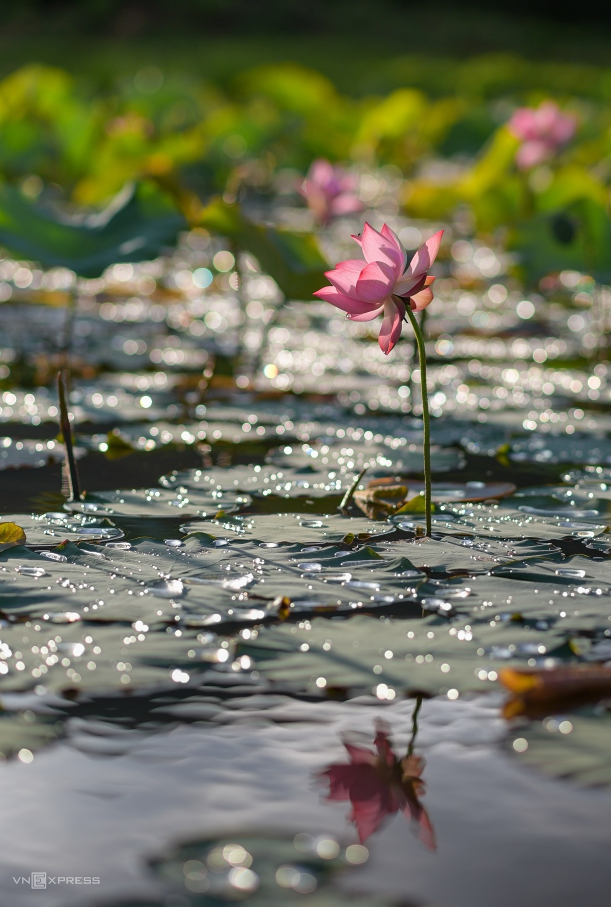 Blooming lotus flowers add allure to Vietnam’s central provinces