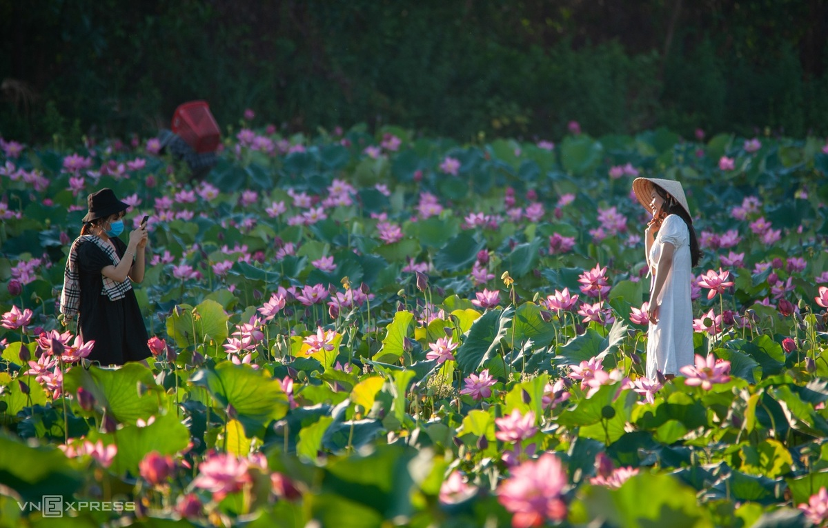 Blooming lotus flowers add allure to Vietnam’s central provinces