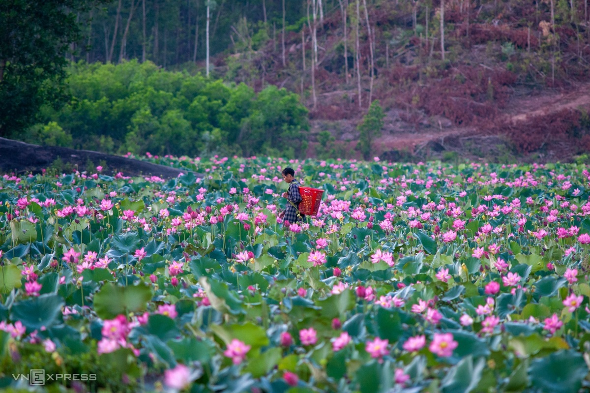 Blooming lotus flowers add allure to Vietnam’s central provinces