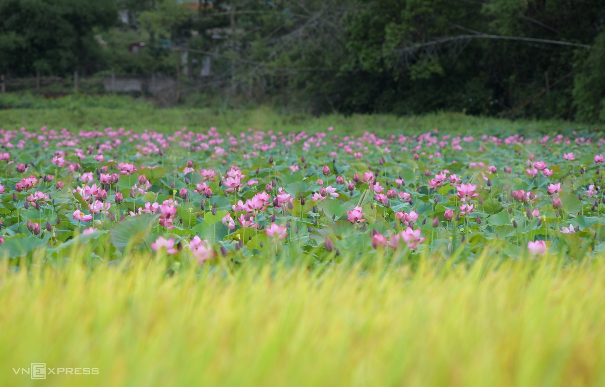 Blooming lotus flowers add allure to Vietnam’s central provinces