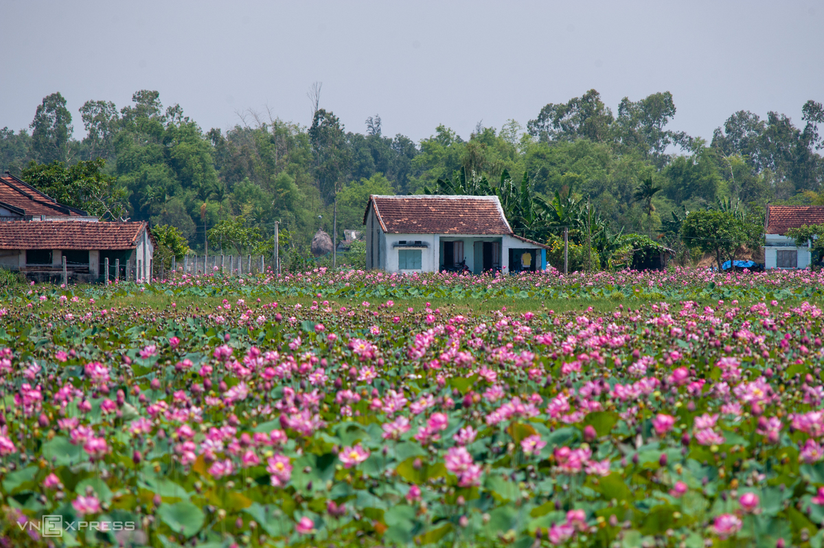 Blooming lotus flowers add allure to Vietnam’s central provinces
