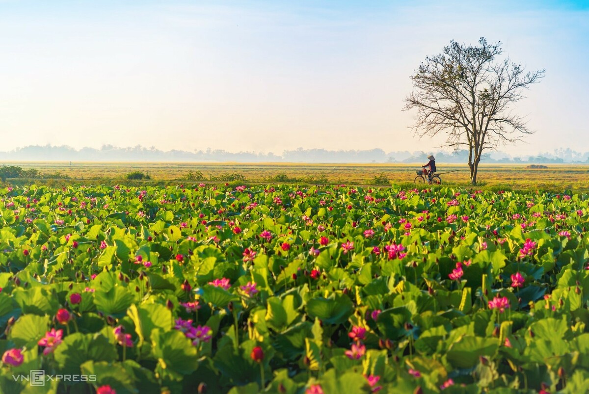 Blooming lotus flowers add allure to Vietnam’s central provinces