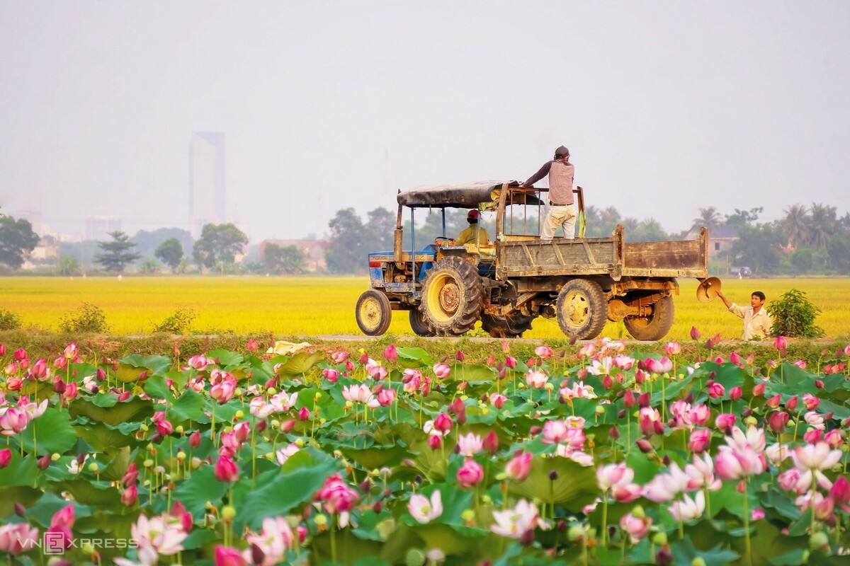 Blooming lotus flowers add allure to Vietnam’s central provinces
