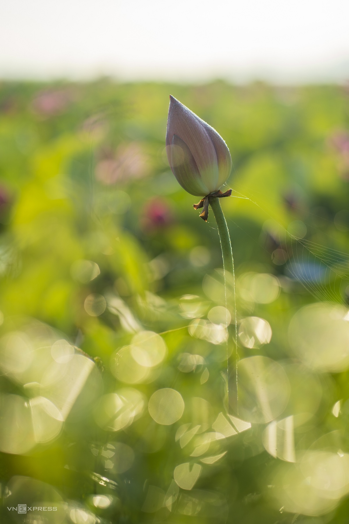 Blooming lotus flowers add allure to Vietnam’s central provinces