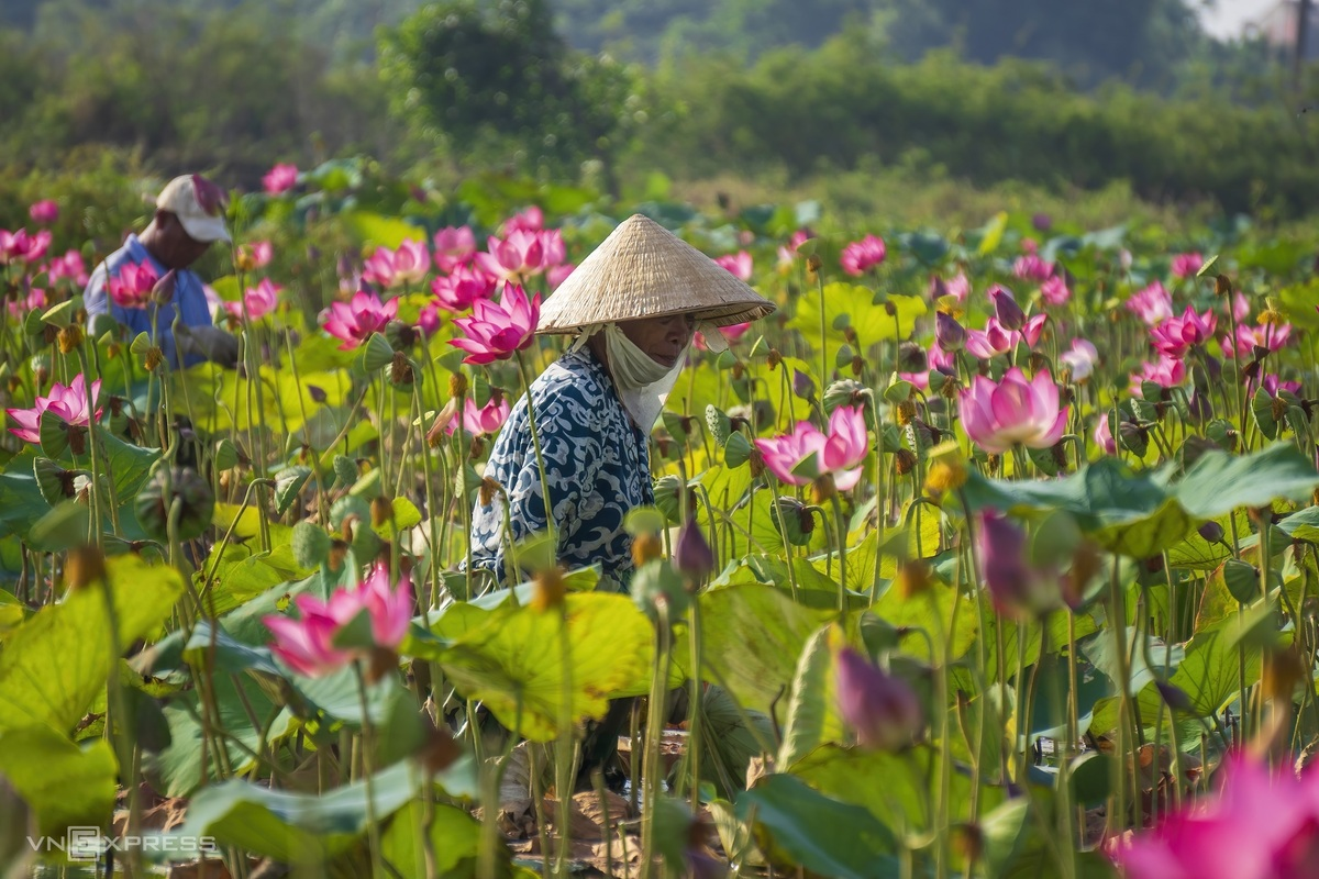 Blooming lotus flowers add allure to Vietnam’s central provinces