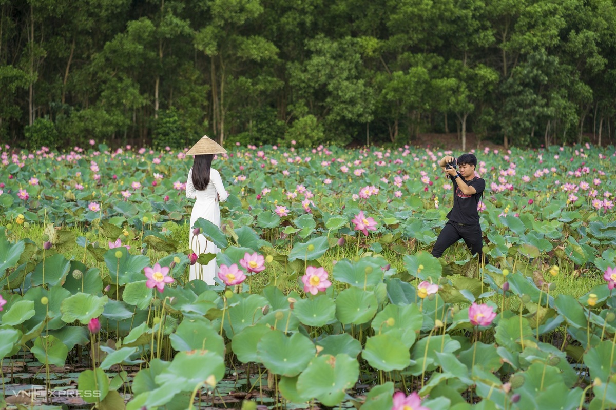 Blooming lotus flowers add allure to Vietnam’s central provinces