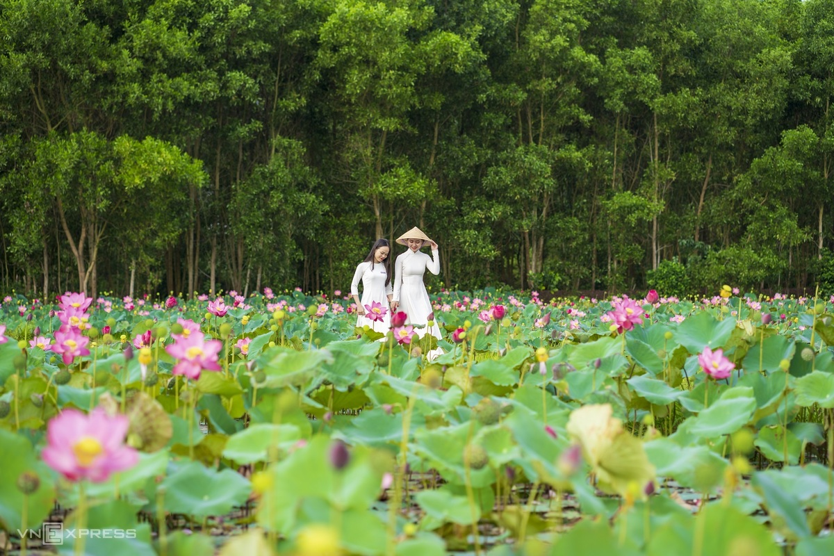Blooming lotus flowers add allure to Vietnam’s central provinces