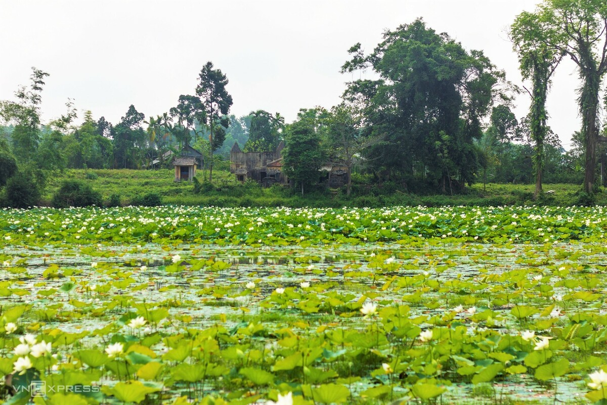 Blooming lotus flowers add allure to Vietnam’s central provinces