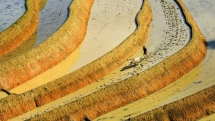 rice planting season in hoang su phi terraced fields
