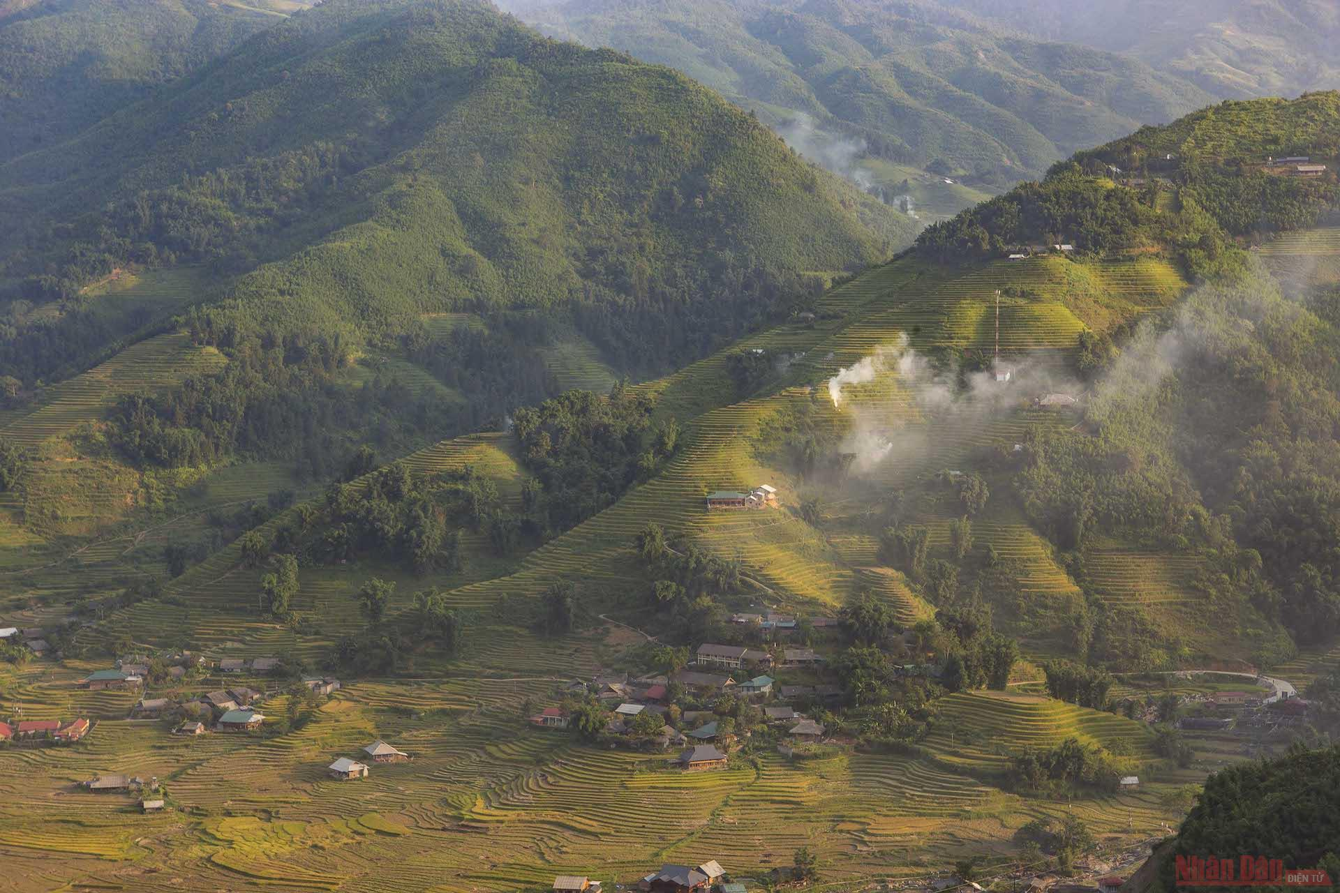 poetic golden rice season in muong hoa valley