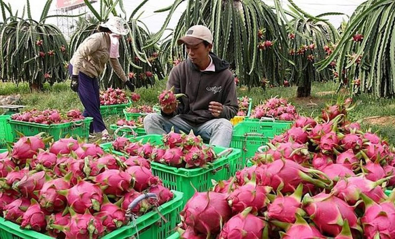 vietnams fruit exports to china decline but surges to thailand