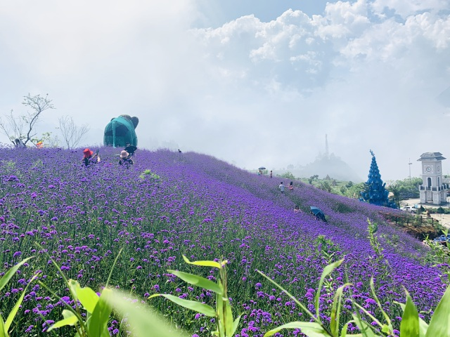 in photos ravishing violet flowers embellish beauty of sa pa