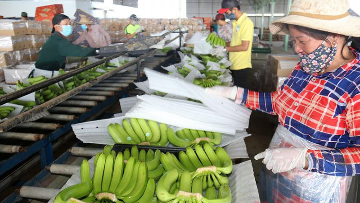 Vietnam – Laos import and export turnover starts to bounce back