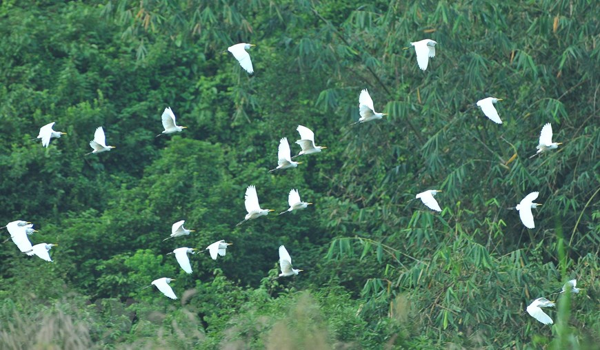 Thung Nham Bird Park, an attractive ecotourism site in Northern Vietnam